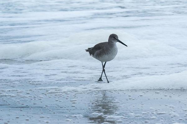 Beach Quarters Daytona Wilbur-by-the-Sea Dış mekan fotoğraf